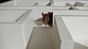 Rat Getting Out Of The Maze